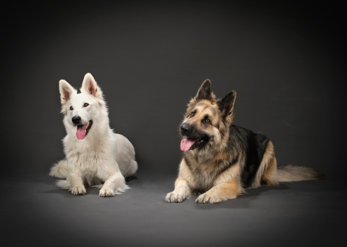 Photoshooting beim Profi